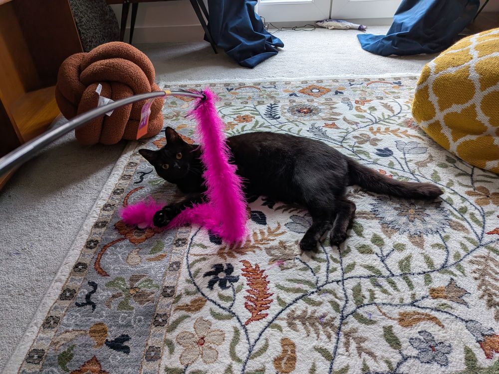 A black kitten playing.