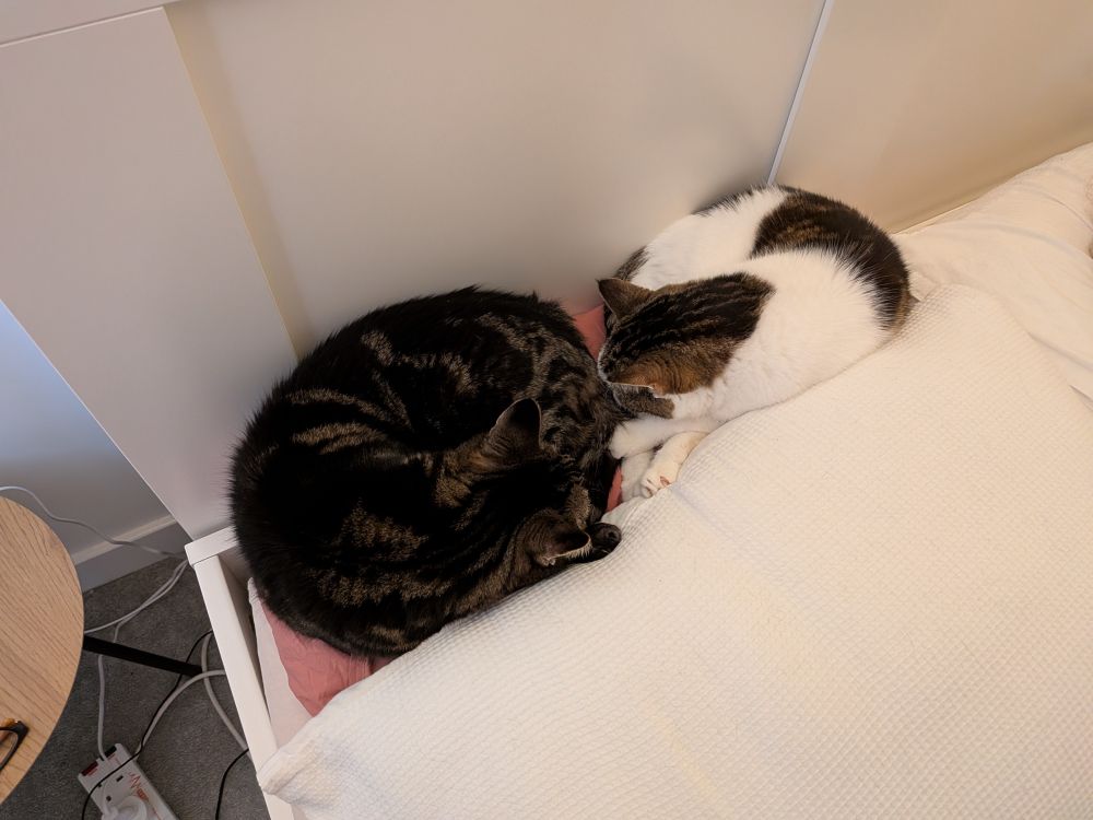 A tabby and a white and tabby cat curled up asleep together on a pillow.