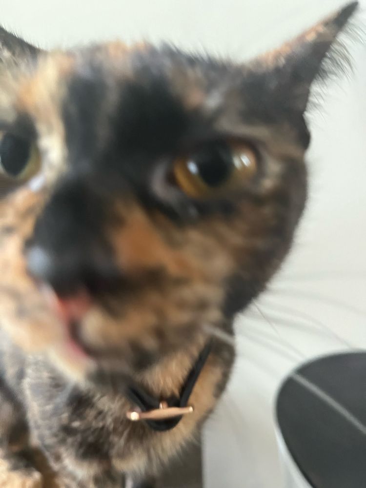 little tortoiseshell kibby 