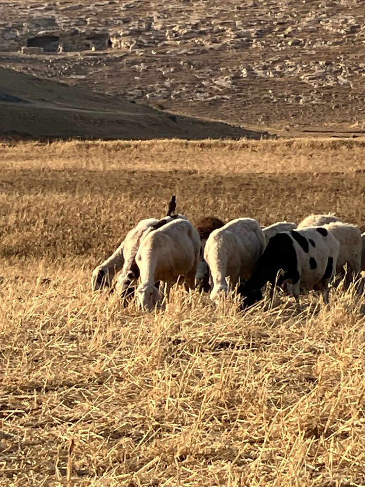Sheep grazing in the valley. One sheep has a bird standing on its back.