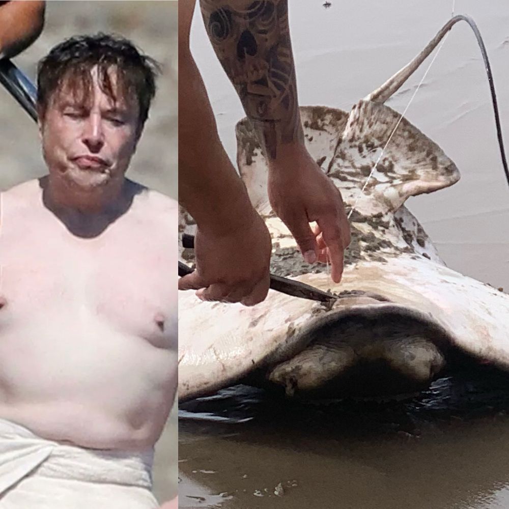 Elon’s fat bloated body looks like a stingray belly