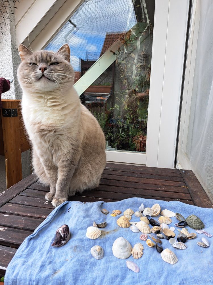 Freya, a lilac tortie British Short Hair cat, sitting besides some sea shells on a towel, like a vendor selling their wares