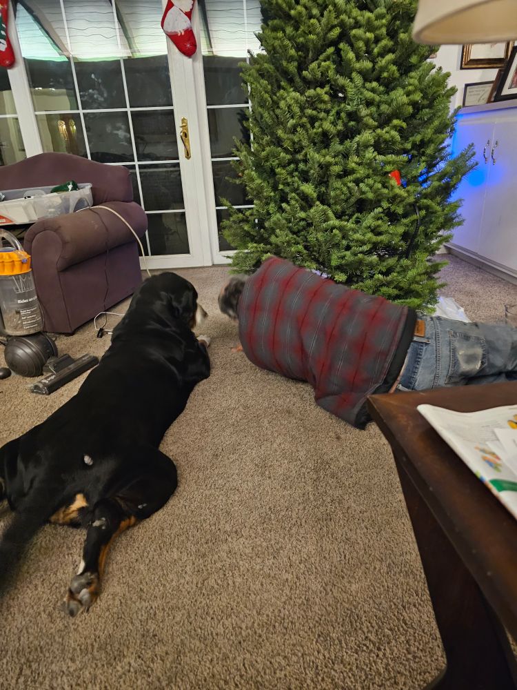Older man laying on the ground trying to add water to the tree while a huge Greater Swiss Mountain dog watches closely.