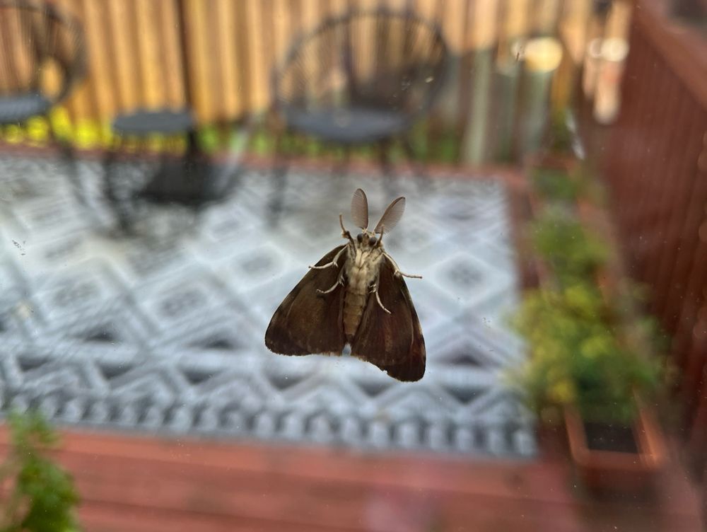 A spongy moth rests on a window. His fuzzy abdomen and antenna are visible.