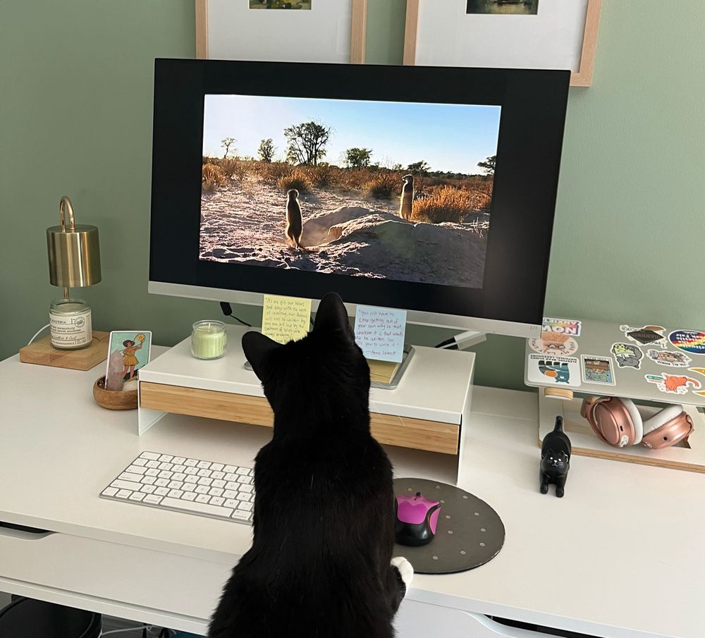 A tuxedo cat watches a computer monitor intently as an episode of Meerkat Manor plays