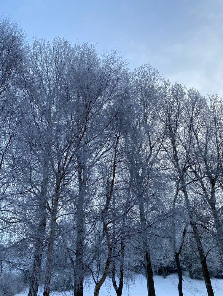 Tall winter trees covered in frost