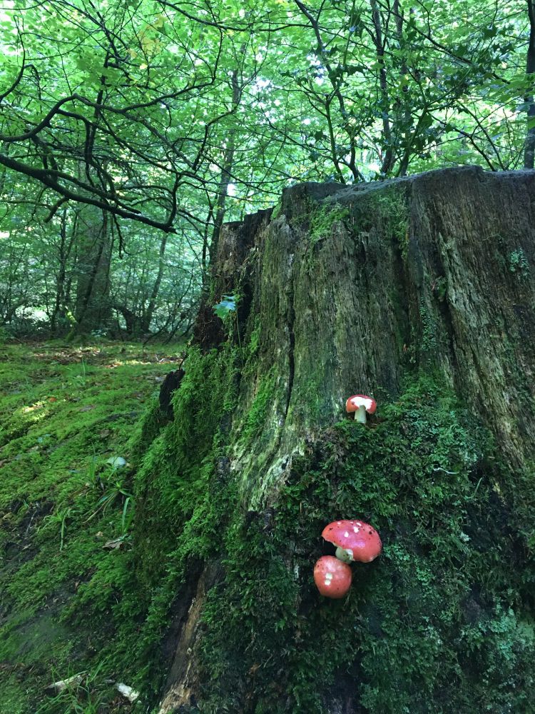 A woodland photo, almost entirely green with broadleaf trees in the background and an old tree stump in the foreground. The stump is half covered in moss and three small dots of red and white in the form of fly agarics.