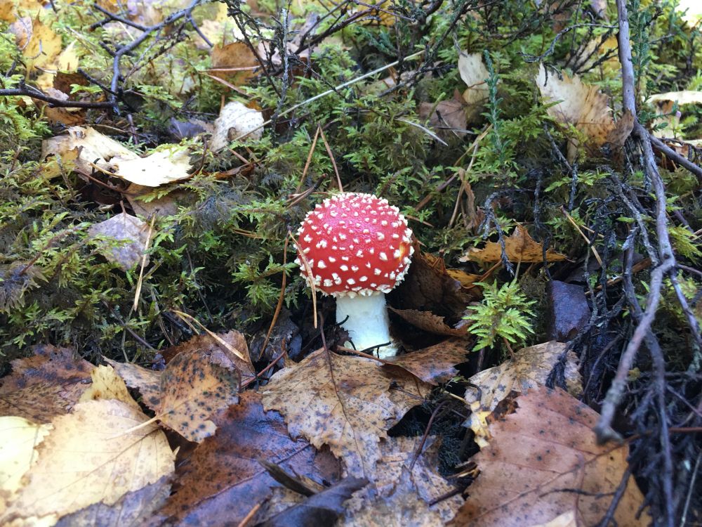 A round-capped Fly agaric red and white spotty mushroom amidst green and brown leaf litter.
