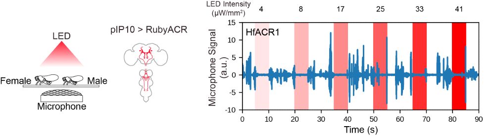 Activation of RubyACRs in the pIP10 neuron suppressed pulse song of male flies during courtship.