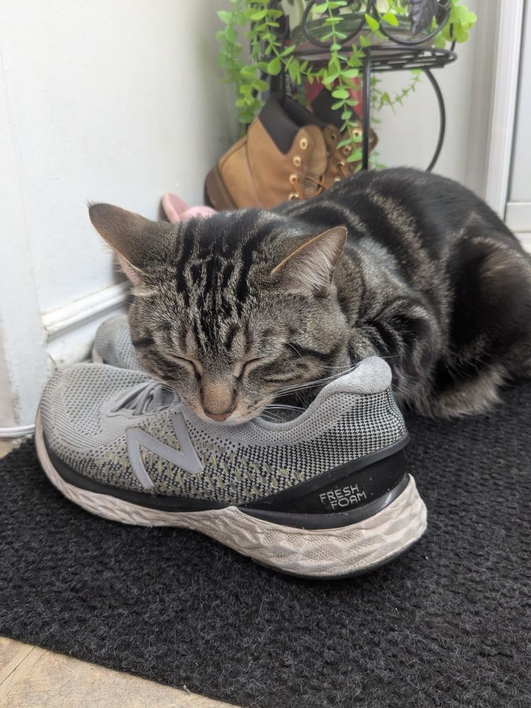 Vtuber DigitalBluez's cat Million sleeping while paws deep in his gym shoes.