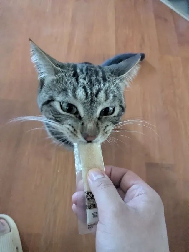 Vtuber Digital-Bluez's cat, Million, consuming a chicken flavored treat, from a plastic tube.
