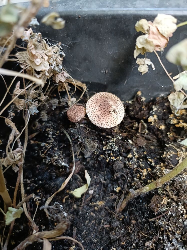 The same two mushrooms from further away
