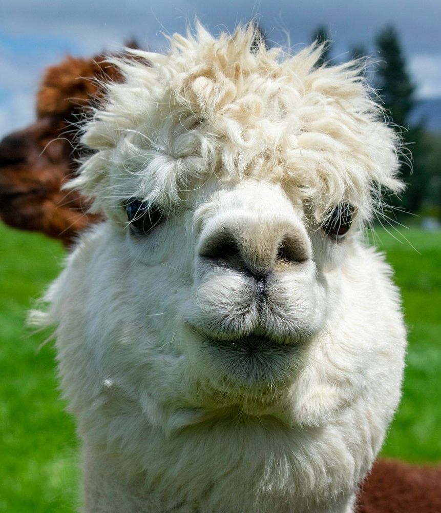 "A close up of a Llama Photo" by Ellephant on Unsplash: https://unsplash.com/photos/a-close-up-of-a-llama-0NGSQ5JQqT4