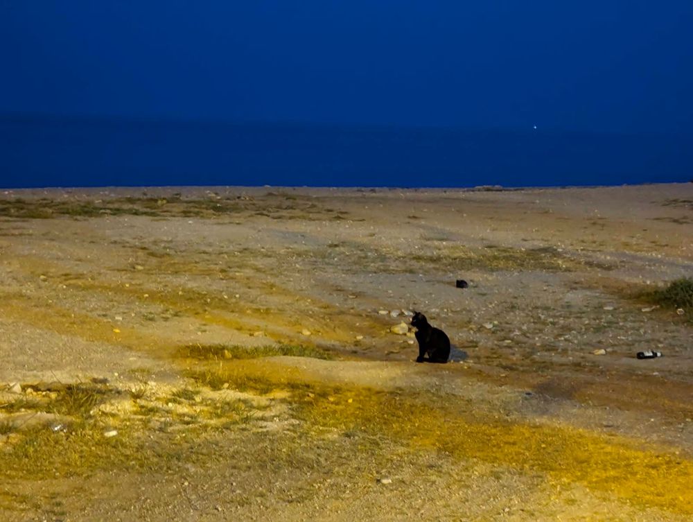 Abends. Eine kleine schwarze Katze sitzt am Strand, dahinter ist das tiefblaue Meer zu sehen. 