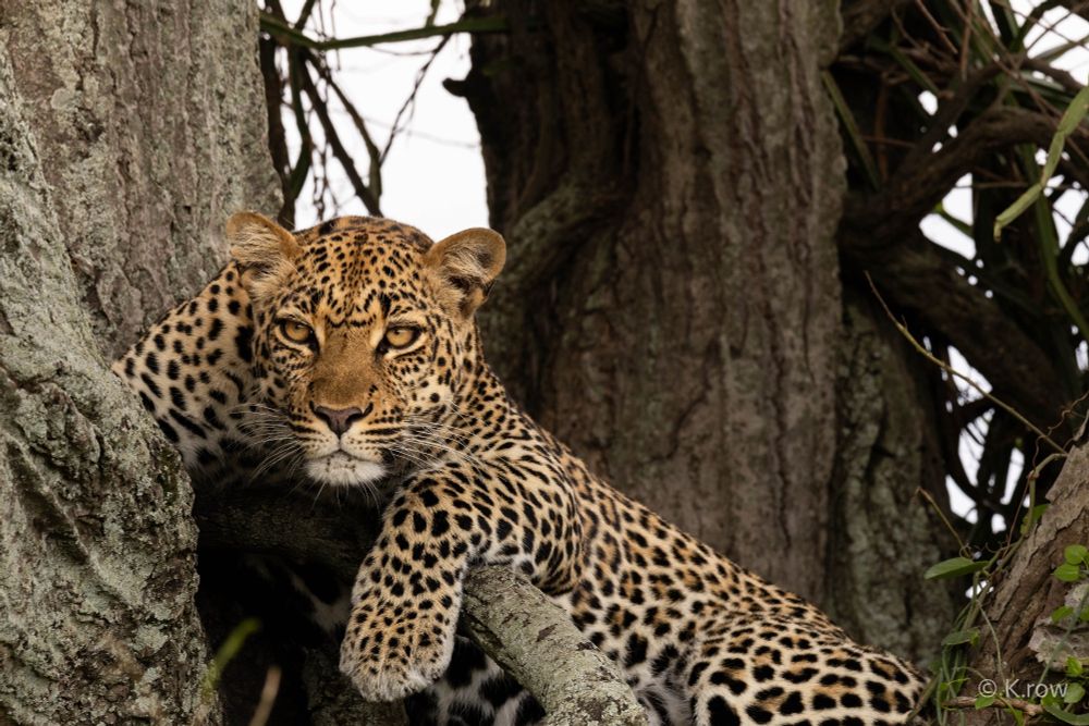 Leopard chilling on a branch in the middle of a tree in Queen Elizabeth National Park