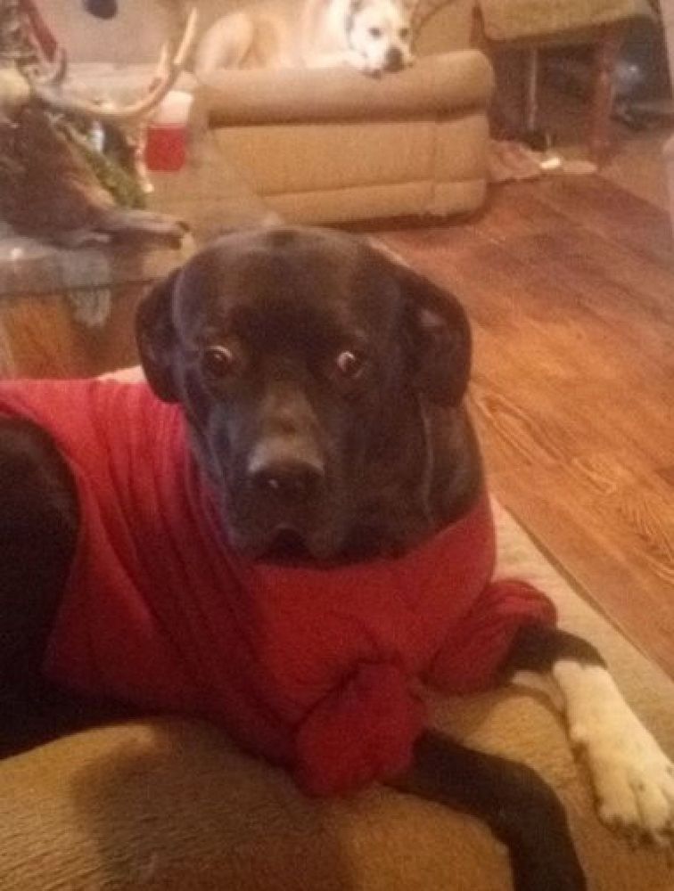 Black dog wearing a red shirt with a funny expression on their face.