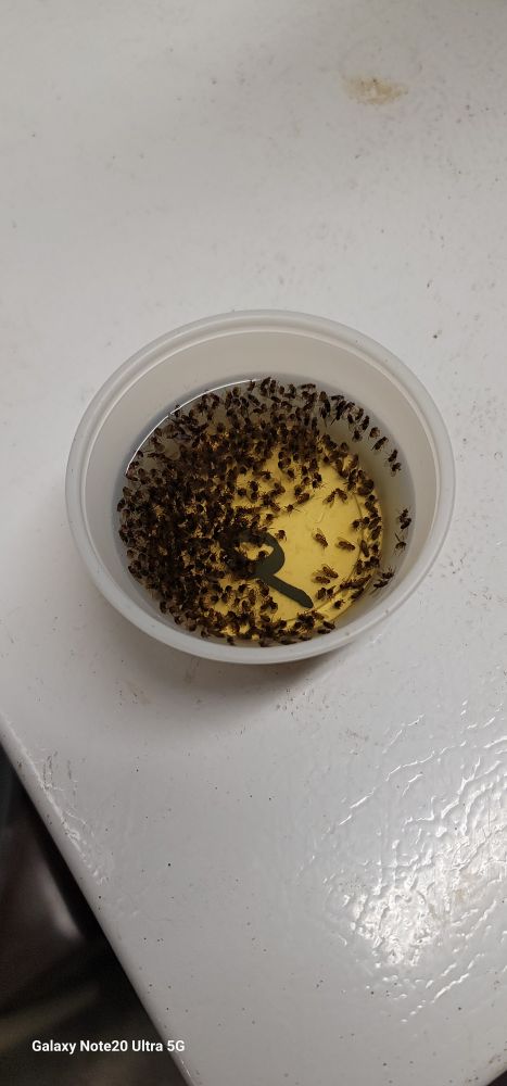 fruit fly trap of white vinegar and one drop of liquid detergent. Dish is almost full of the carcasses. The soap breaks the surface tension causing the flies to drown.