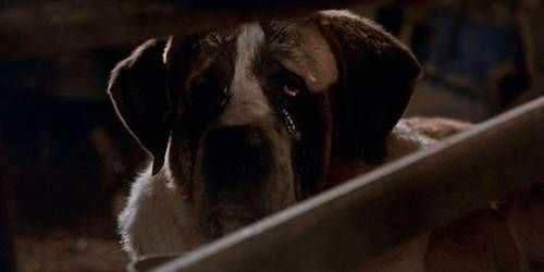 Cujo, a killer St. Bernard 