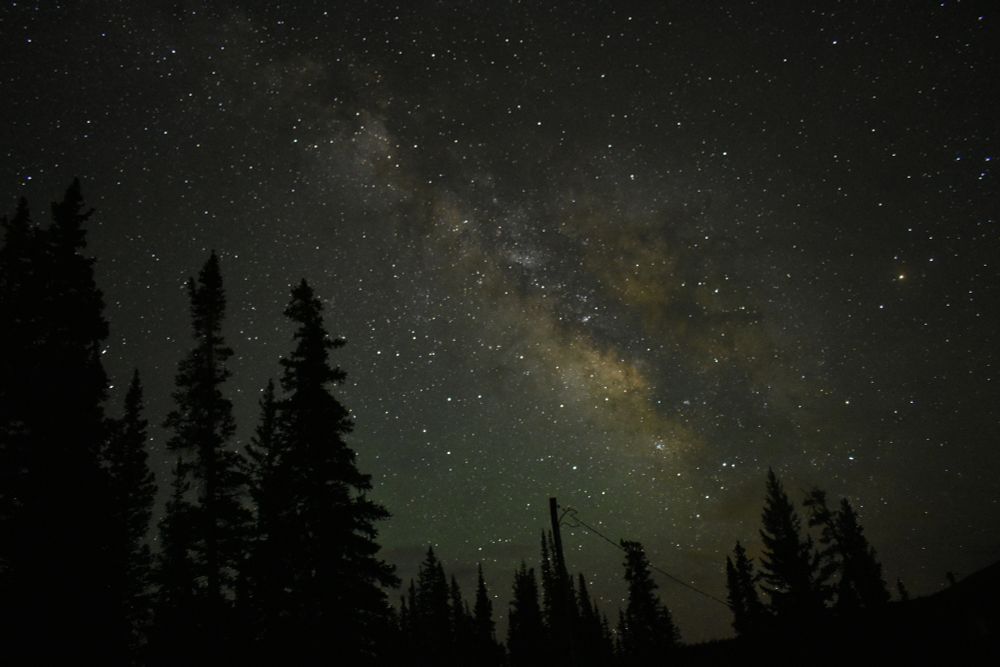A picture of the night sky. At the bottom of the picture is the dark outline of the horizon punctuated by tall evergreen trees. At the center of the sky, surrounded by many stars, the Milky Way can clearly be seen