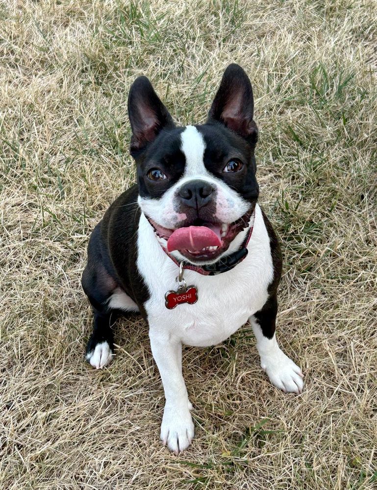 Yoshi the boston terrier teenager, sitting on some dry hay coloured grass. He's looking up with his maw split into a big sloppy bulldog grin. He's wearing a red collar and has a red bone shaped dogtag with "Yoshi" written on it.

He is a little goobermensch