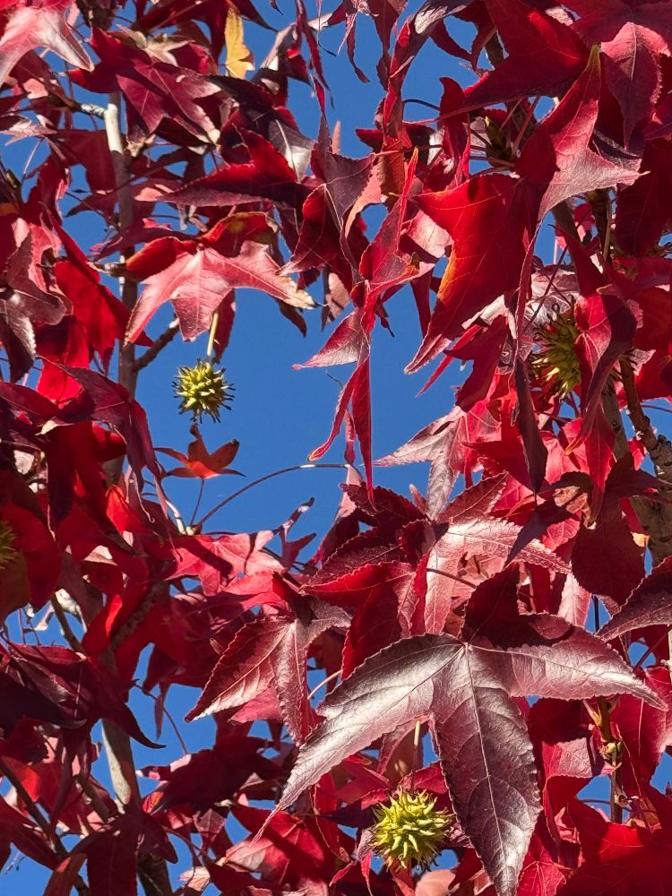 Sweetgum tree with red leaves and spiky green fruit. 