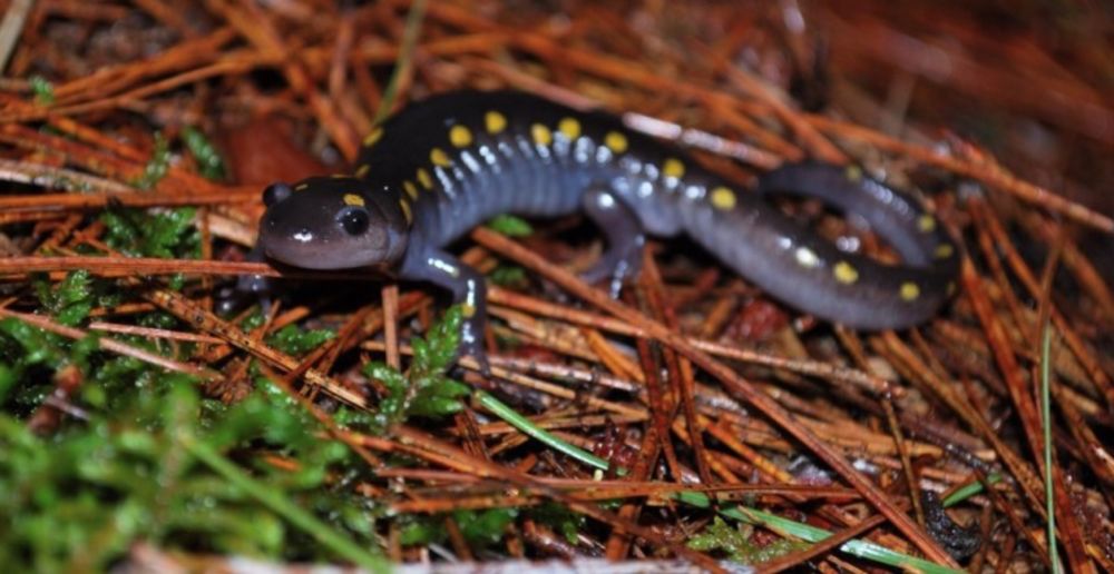 Uncovering seasonal shifts in the thermoregulatory strategies of a fossorial salamander | Royal Society