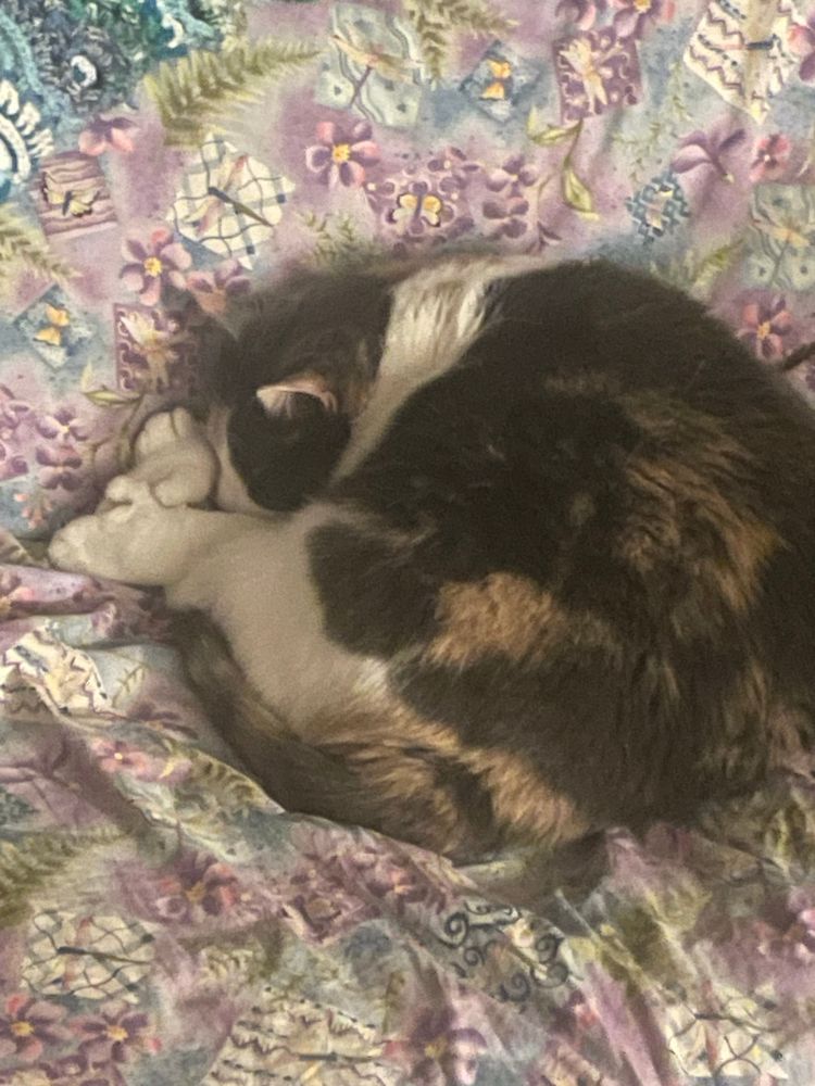 a photo of a dilute calico cat (mostly white with grey and orange spots/stripes) curled up on a floral blanket. of note is that she has polydactylism, which means that she has an extra toe on her front paws resembling thumbs! 