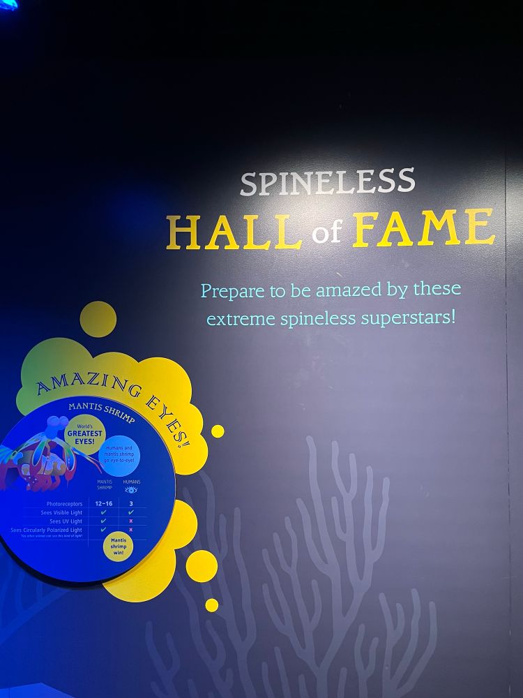 a photo of an aquarium exhibit titled “spineless hall of fame - prepare to be amazed by these extreme spineless superstars”