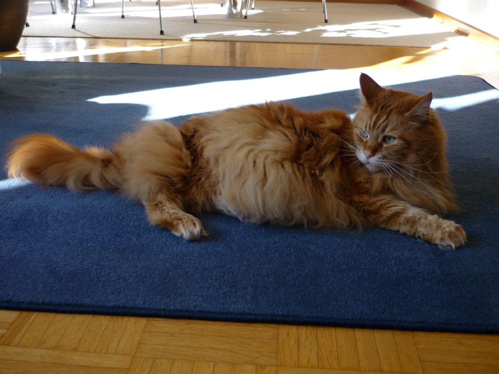 
Ein roter Main Coon Kater liegt auf einem blauen Teppich. Draußen scheint die Sonne.