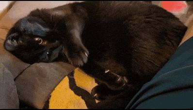 An adorable black cat mirin at the camera while playing cutely. 