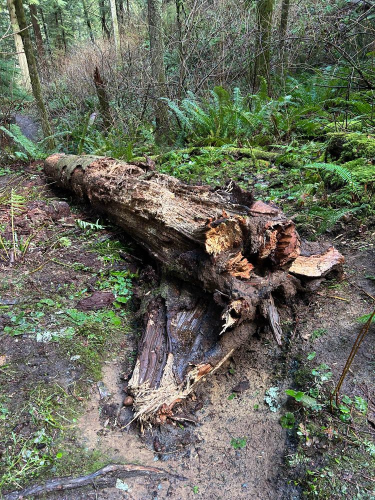Tree blocking the path