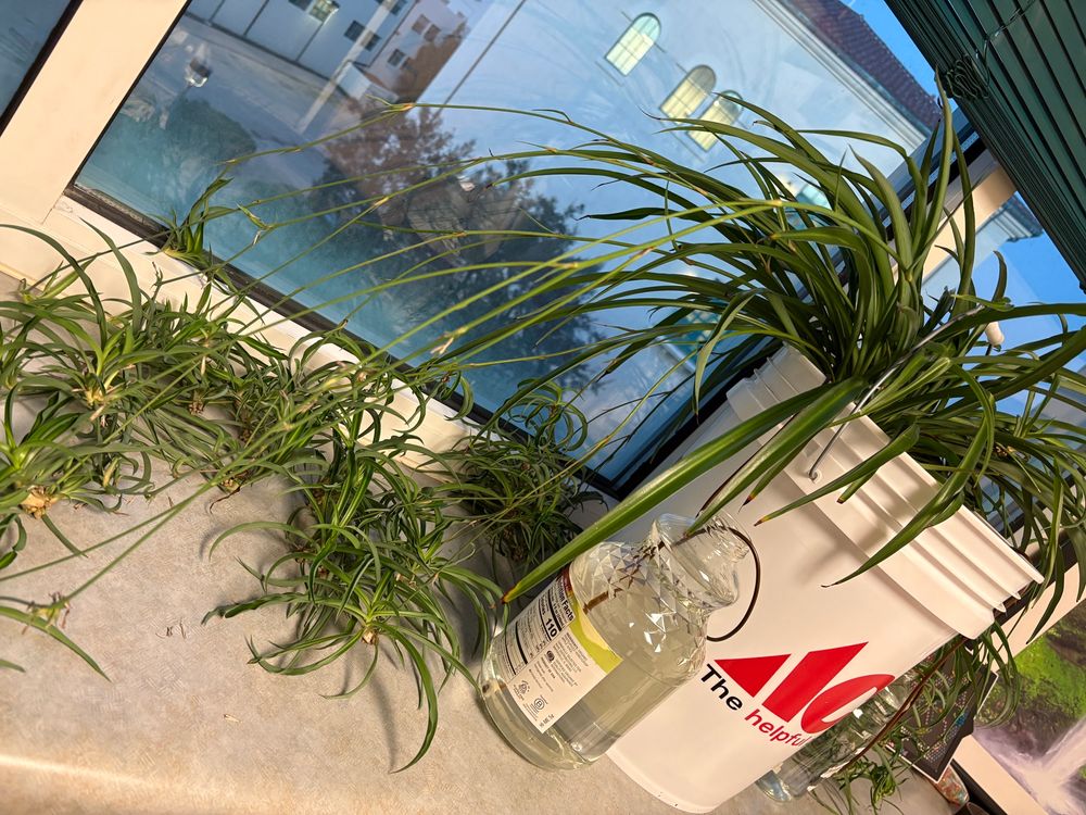 Spider plant in ACE paint bucket. 