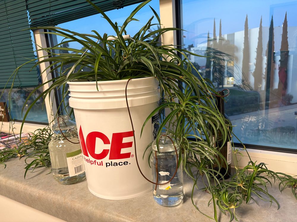 Spider plant in ACE paint bucket. 