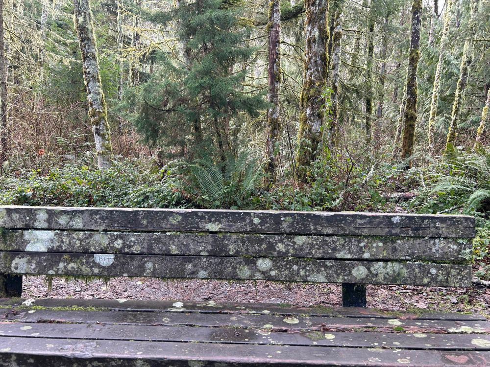 Bench in the woods