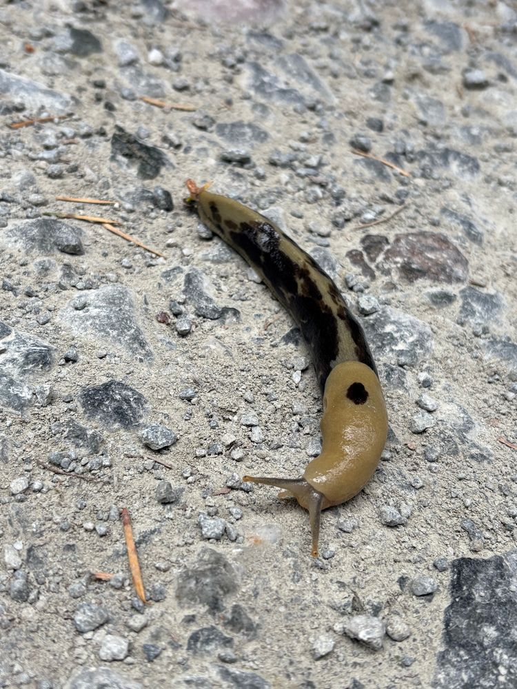 Banana slug