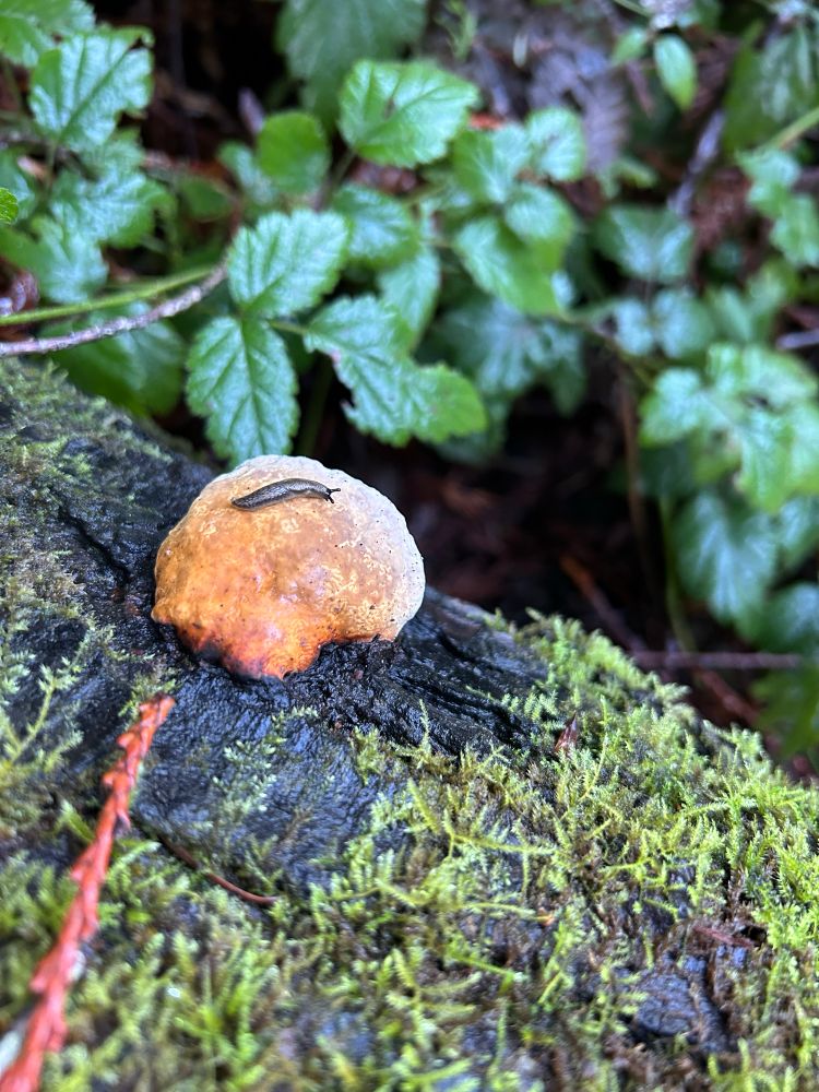 Tiny slug on a mushroom fungus.