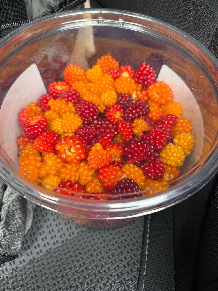 Picked salmon berries