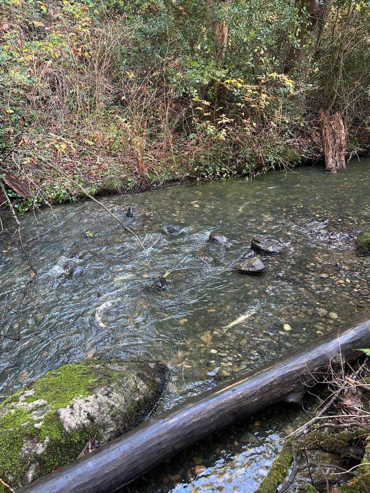 Some salmon moving upstream