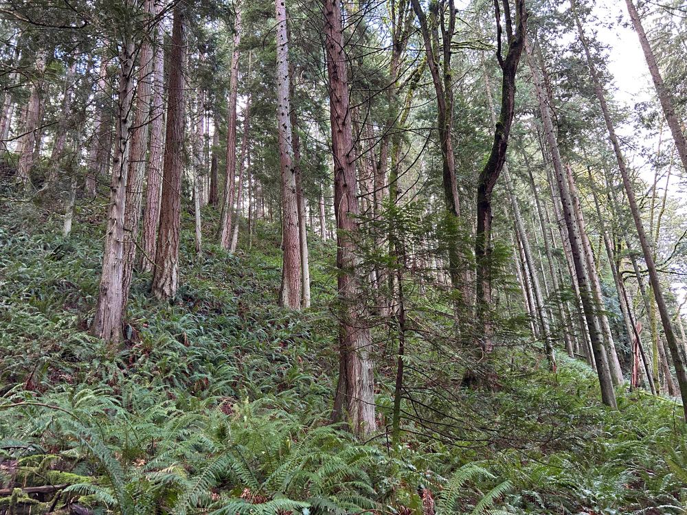 Trees and ferns