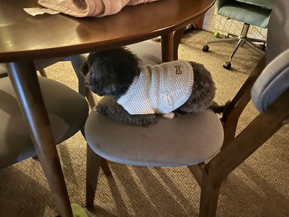A small black dog with a knit jumper is sitting on a chair that is tucked under a table
