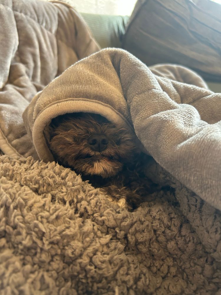A dog with a blanket over its head, so that only the nose and mouth show out, like Darth Sidious in a cowl.