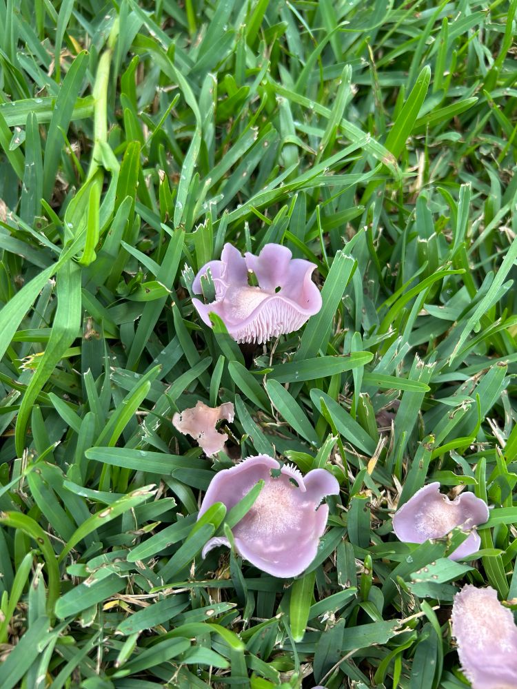 Four mushrooms surrounded by grass. The mushrooms are light purple with a white centre on top, with the edges curled upwards to reveal white gills.