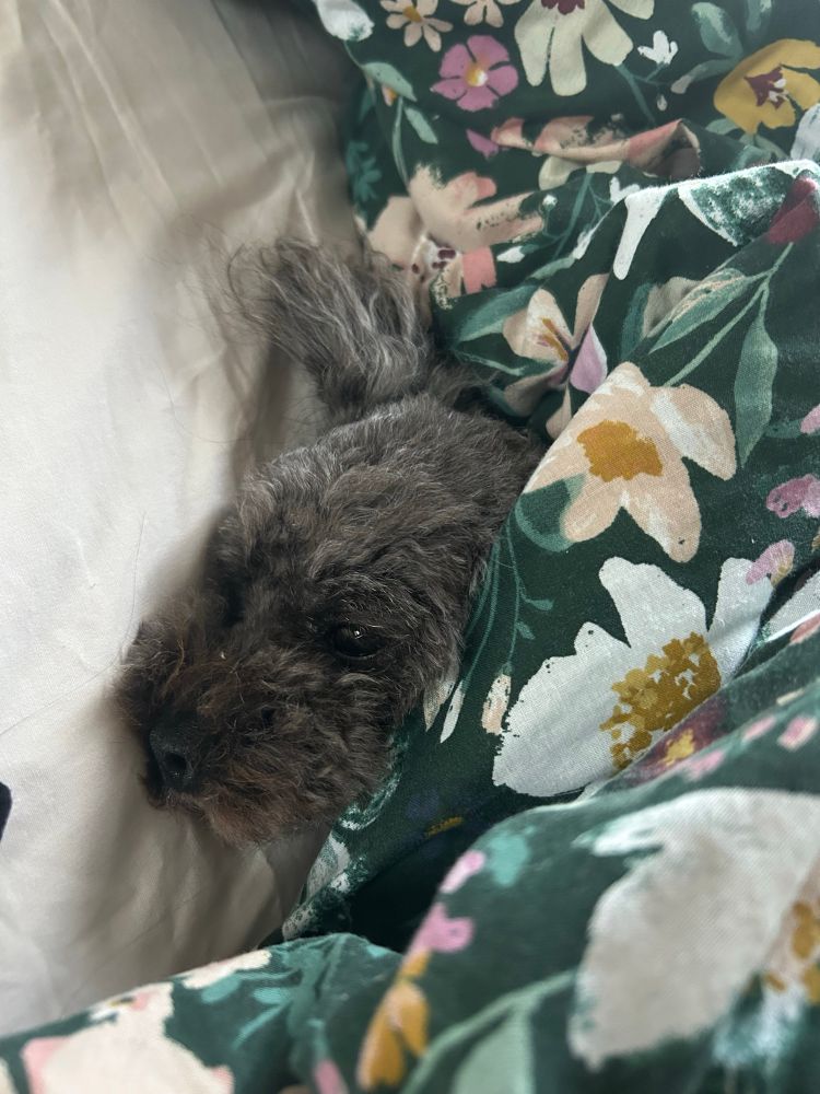 A sleepy dog’s face peeking out from a floral blanket