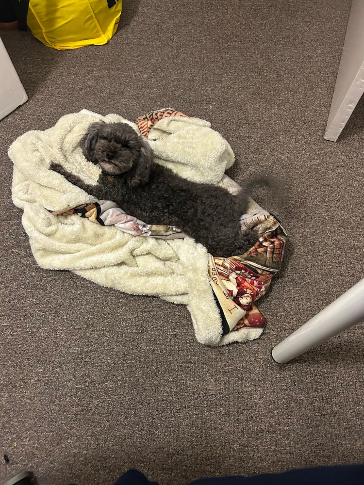 A small black dog on a blanket looking up at the camera, with a tail moving so fast it’s blurred.