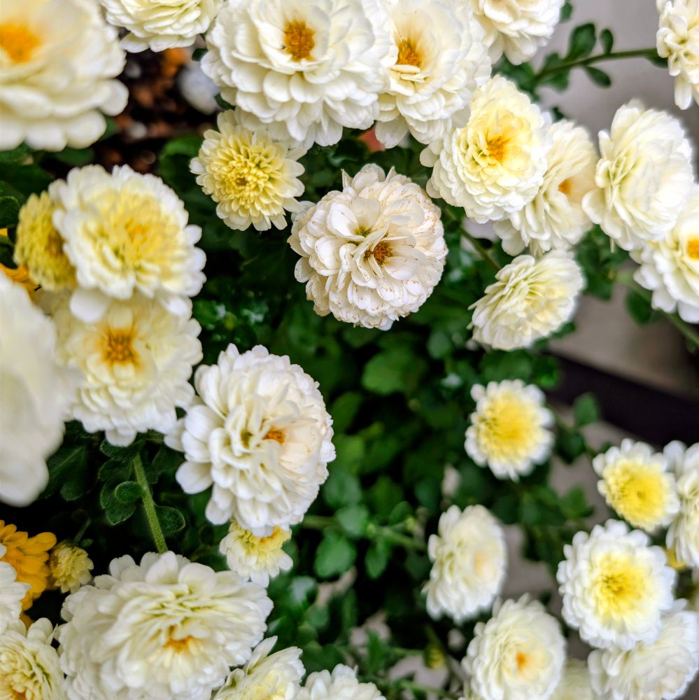 白いノジギクの花々