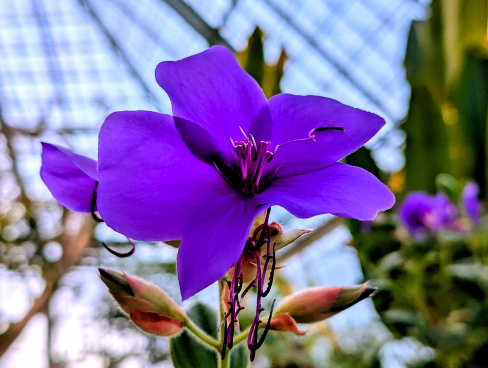 紫色のシコンノボタンの花