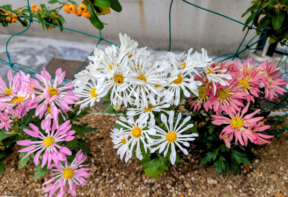 3色のノジギクの花々