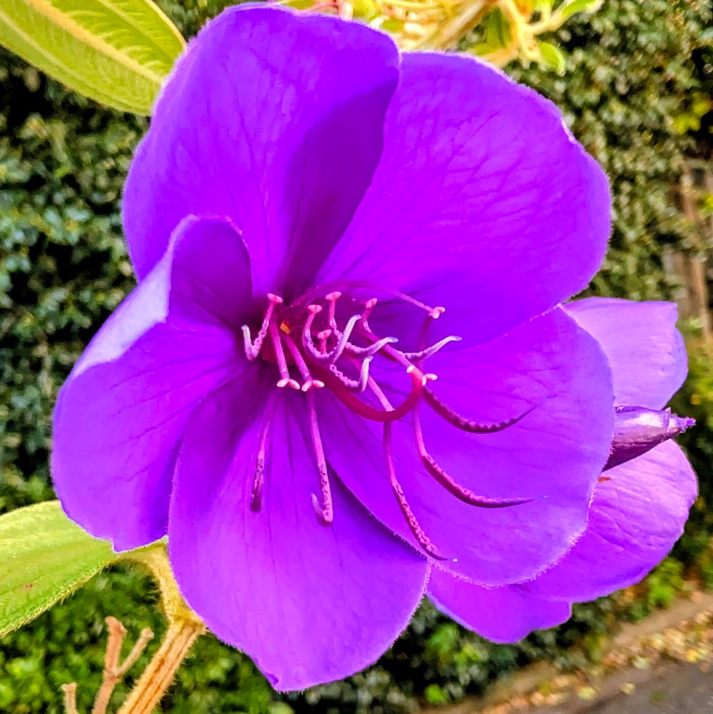 紫色のシコンノボタンの花