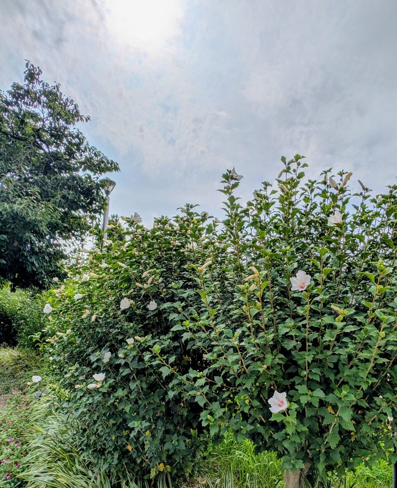 ムクゲの木に満開の花々