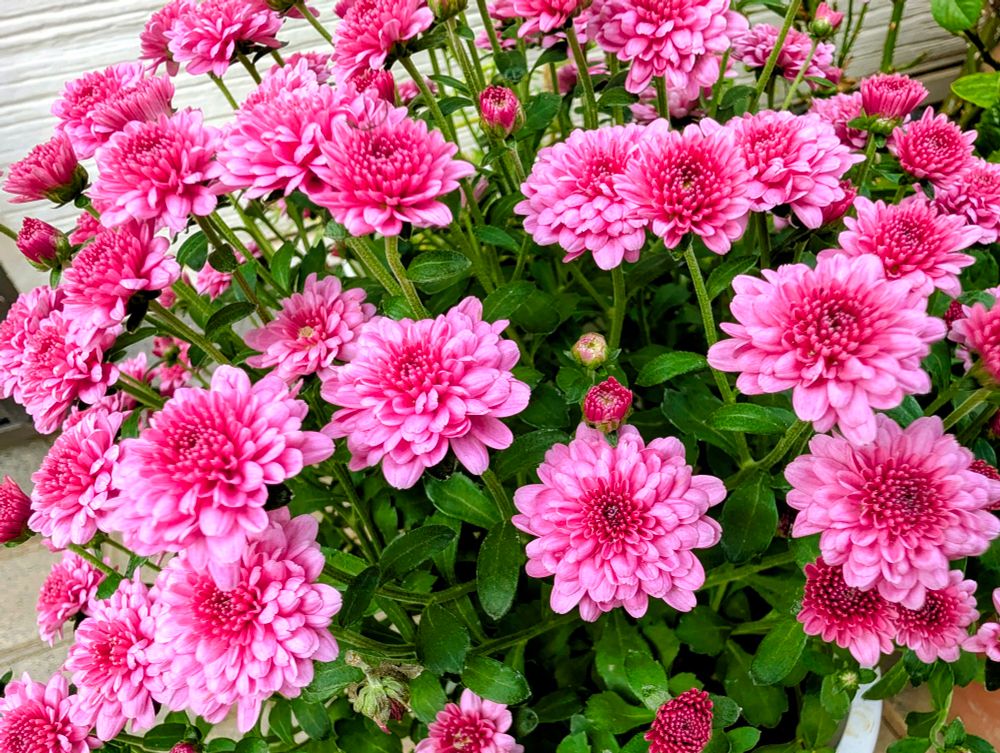 ピンク色のポットマムの花々